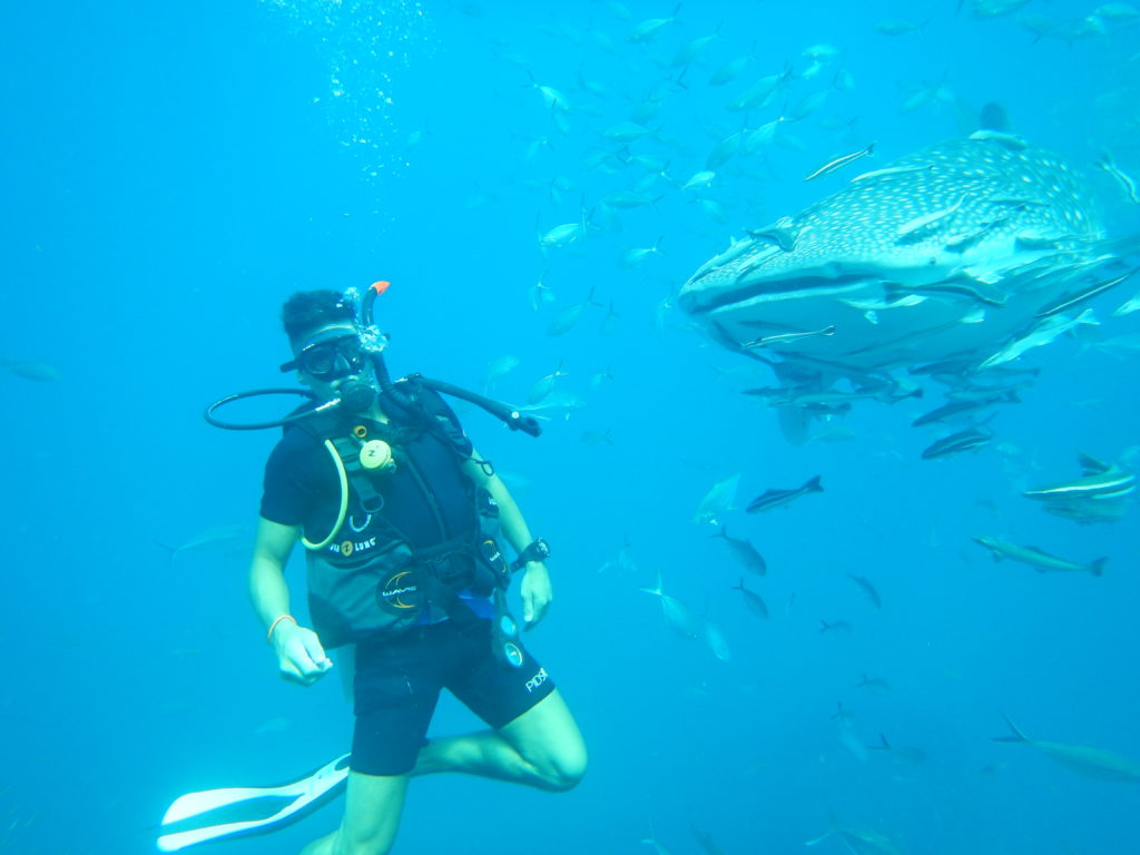 Scuba diving with Whale Sharks