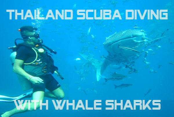 thailand scuba diving with whale sharks blog
